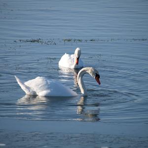 Mute Swan