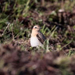 Northern Wheatear