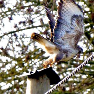 Common Buzzard