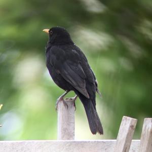 Eurasian Blackbird