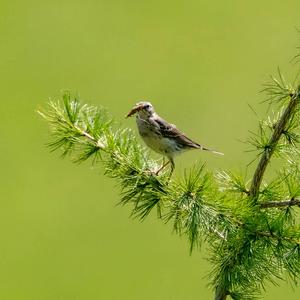 Water Pipit