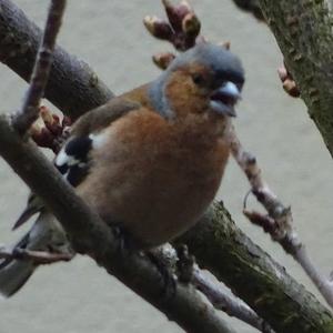 Eurasian Chaffinch