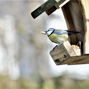 Blue Tit