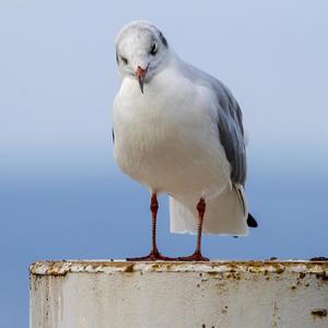 Black-headed Gull