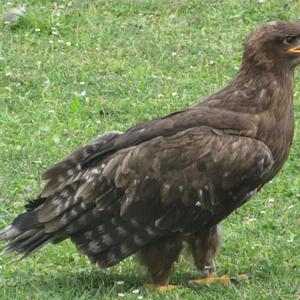 Steinadler