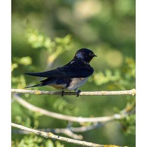 Barn Swallow