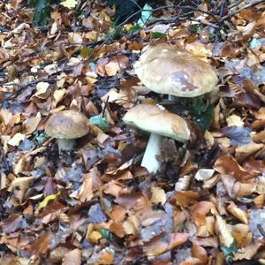 Summer Bolete