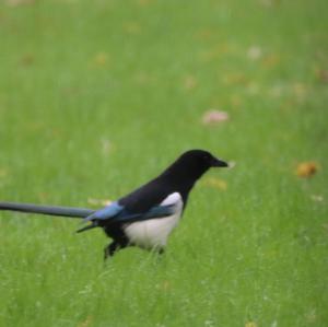 Black-billed Magpie