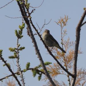 Common Chiffchaff