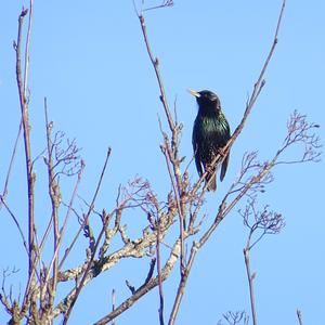 Common Starling