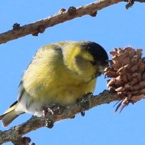 Eurasian Siskin