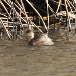 Little Grebe