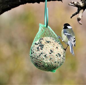 Great Tit