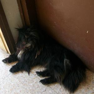 Unknown Breed