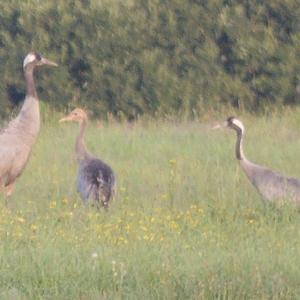 Common Crane