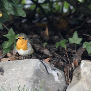 European Robin