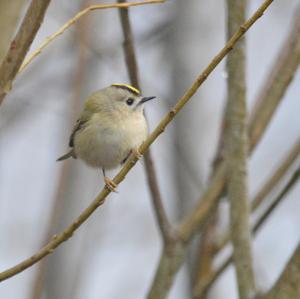 Goldcrest