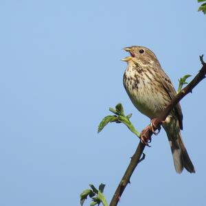 Corn Bunting