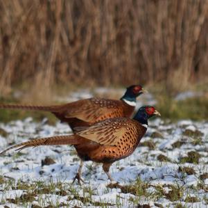 Common Pheasant