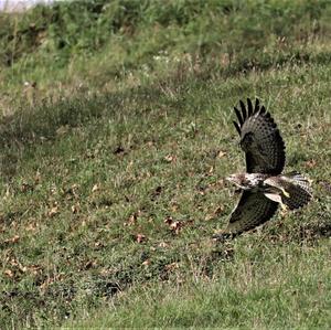 Common Buzzard