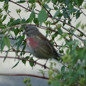 Eurasian Linnet