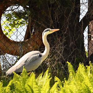 Grey Heron