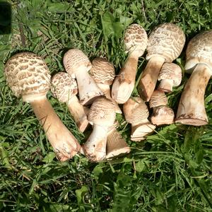 Parasol Mushroom