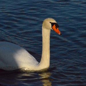 Mute Swan