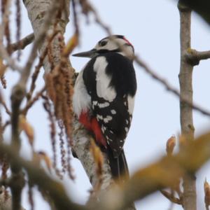 Great Spotted Woodpecker