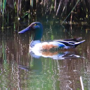 Red Shoveler