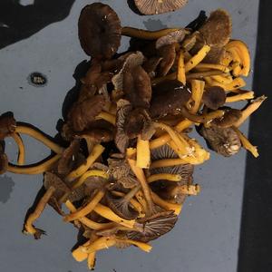 Trumpet Chanterelle