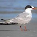 Arctic Tern