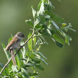 Common Whitethroat