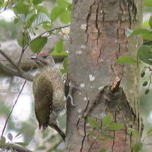 Grey-faced Woodpecker