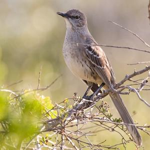 Bahama Mockingbird