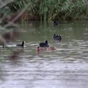 Red-crested Pochard