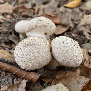 Gem-studded Puffball