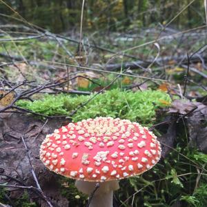 Fly Agaric