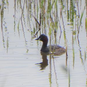 Little Grebe