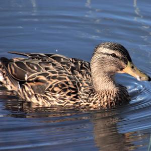 Mallard