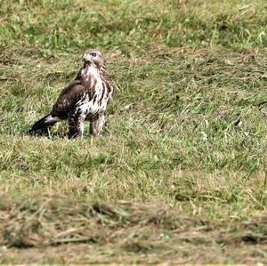 Common Buzzard