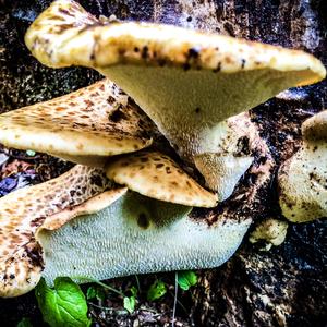 Dryad`s Saddle