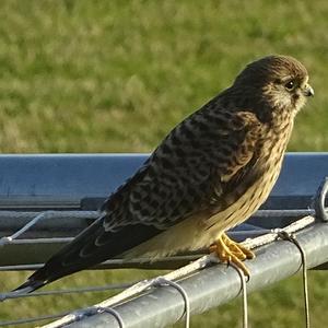 Common Kestrel