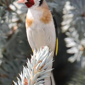 European Goldfinch