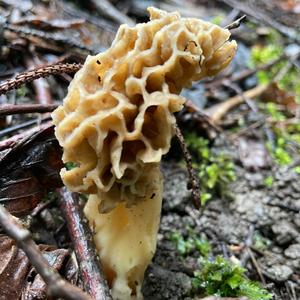 Yellow Morel