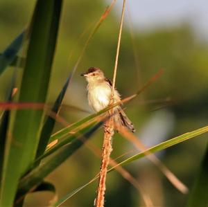 Zitting Cisticola