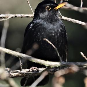 Eurasian Blackbird