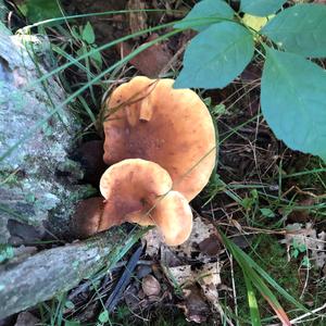 Oyster Mushroom