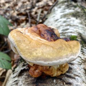 Red-belted Polypore
