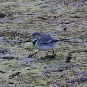 White Wagtail